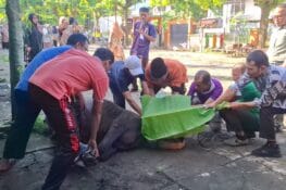 Luar Biasa, Kurban Perdana di MAN 1 Padang Langsung Sembelih 2 Sapi dan 4 Kambing
