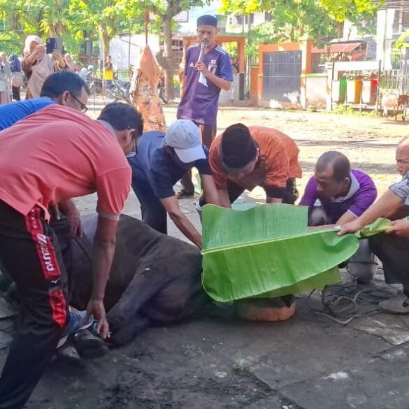 Luar Biasa, Kurban Perdana di MAN 1 Padang Langsung Sembelih 2 Sapi dan 4 Kambing