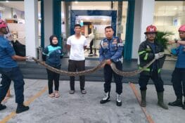 Damkar Padang Evakuasi Ular Piton 3 Meter di Bank BRI Khatib Sulaiman