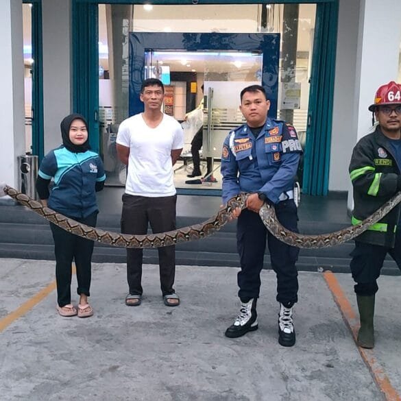 Damkar Padang Evakuasi Ular Piton 3 Meter di Bank BRI Khatib Sulaiman