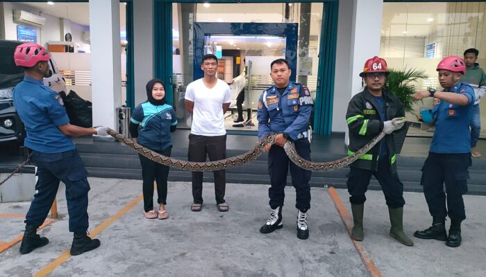 Damkar Padang Evakuasi Ular Piton 3 Meter di Bank BRI Khatib Sulaiman