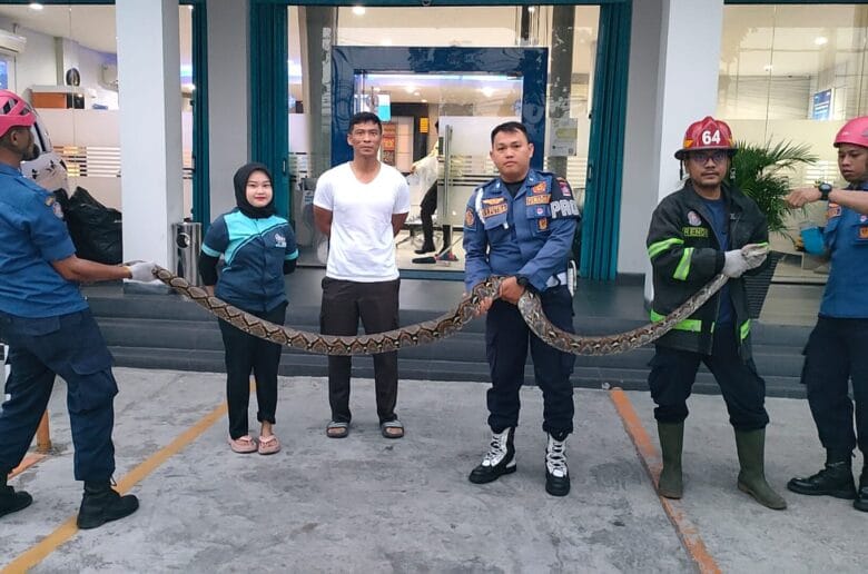 Damkar Padang Evakuasi Ular Piton 3 Meter di Bank BRI Damkar Padang Evakuasi Ular Piton 3 Meter di Bank BRI Khatib Sulaiman
