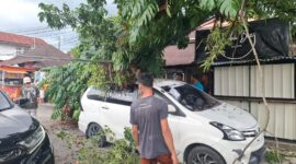 Pohon Tumbang Timpa Mobil dan Hambat Akses Jalan di Pauh