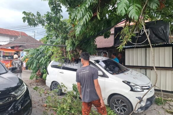 Pohon Tumbang Timpa Mobil dan Hambat Akses Jalan di Pauh