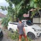 Pohon Tumbang Timpa Mobil dan Hambat Akses Jalan di Pauh