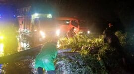 Hujan Deras dan Angin Kencang, Dua Pohon Tumbang di Jalan By Pass Padang