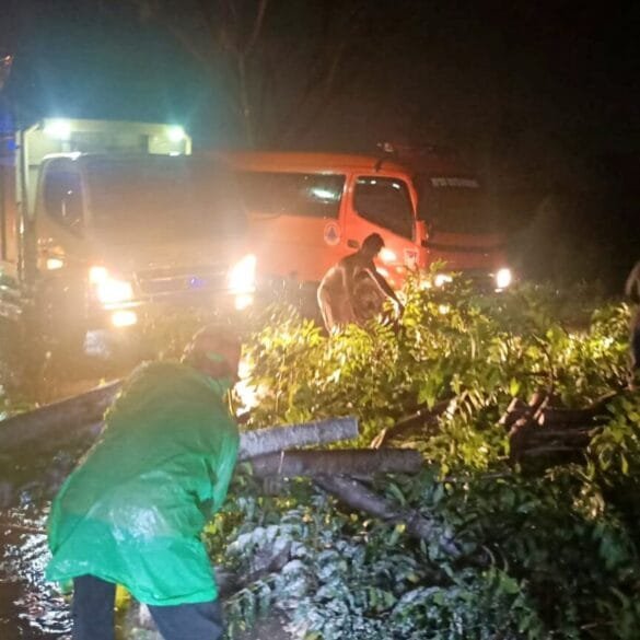 Dua Pohon Besar Tumbang di By Pass Padang, Lalu Lintas Sempat Lumpuh