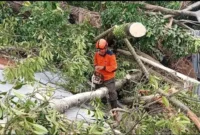 Petugas BPBD Kota Padang membersihkan pohon tumbang di Kecamatan Lubuk Kilangan, Senin (24/3/2025).