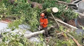 Petugas BPBD Kota Padang membersihkan pohon tumbang di Kecamatan Lubuk Kilangan, Senin (24/3/2025).