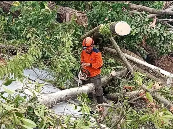 Pohon Raksasa di Padang Tumbang, 3 Rumah Hancur, 1 Orang Terluka