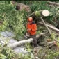 Petugas BPBD Kota Padang membersihkan pohon tumbang di Kecamatan Lubuk Kilangan, Senin (24/3/2025).