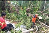 Pohon Pulai Berusia 100 Tahun Tumbang, Tiga Rumah Rusak dan Satu Orang Luka