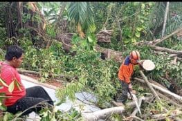 Pohon Pulai Berusia 100 Tahun Tumbang, Tiga Rumah Rusak dan Satu Orang Luka
