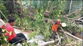 Pohon Pulai Berusia 100 Tahun Tumbang, Tiga Rumah Rusak dan Satu Orang Luka
