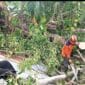 Pohon Pulai Berusia 100 Tahun Tumbang, Tiga Rumah Rusak dan Satu Orang Luka