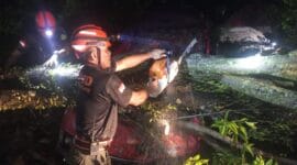Pohon Tumbang Timpa Mobil dan Pagar Rumah Warga di Padang Besi