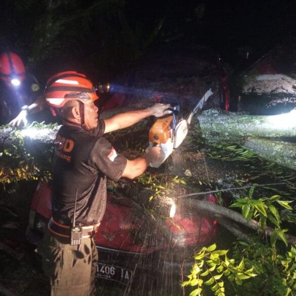 Pohon Tumbang Timpa Mobil dan Pagar Rumah Warga di Padang Besi