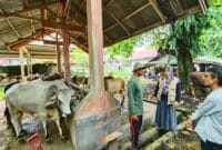 Pemeriksaan Hewan Kurban di Padang Pariaman Diperketat