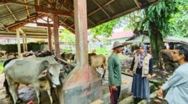 Pemeriksaan Hewan Kurban di Padang Pariaman Diperketat