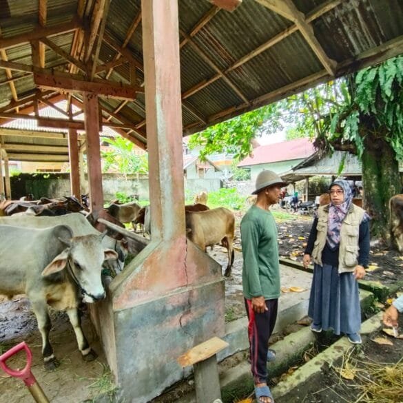 Pemeriksaan Hewan Kurban di Padang Pariaman Diperketat