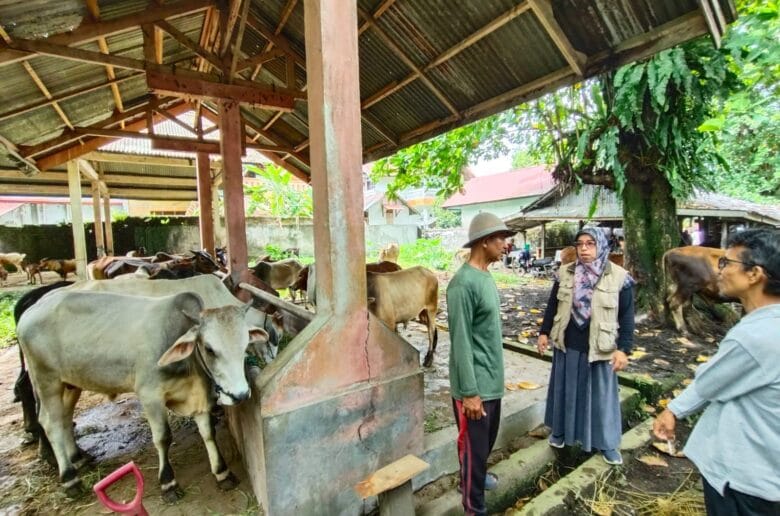 Pemeriksaan Hewan Kurban di Padang Pariaman Diperketat