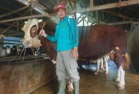 Sapi Kurban Presiden Disiapkan dari Padang Panjang, Bobot Capai 1 Ton