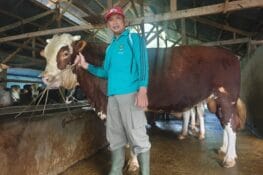 Sapi Kurban Presiden Disiapkan dari Padang Panjang, Bobot Capai 1 Ton