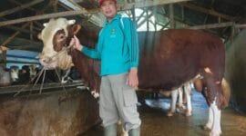 Sapi Kurban Presiden Disiapkan dari Padang Panjang, Bobot Capai 1 Ton