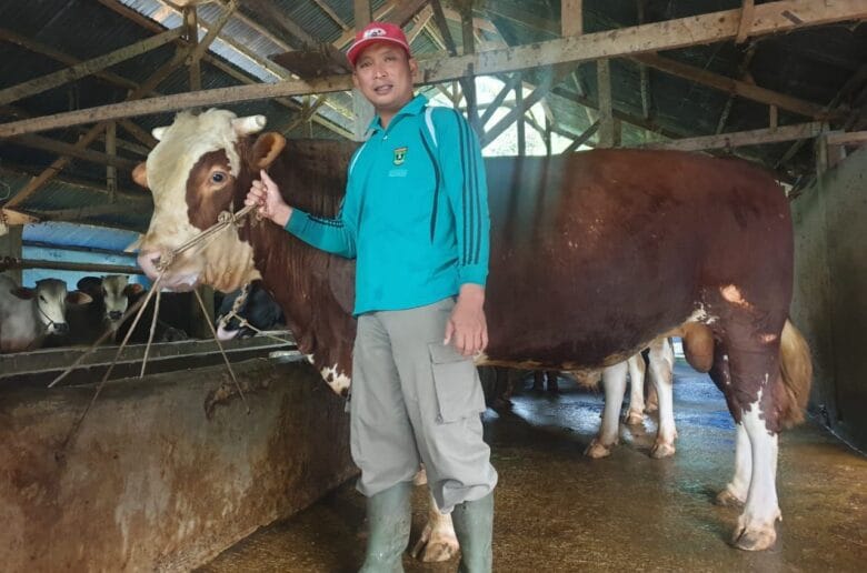 Sapi Kurban Presiden Disiapkan dari Padang Panjang, Bobot Capai 1 Sapi Kurban Presiden Disiapkan dari Padang Panjang, Bobot Capai 1 Ton