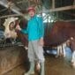 Sapi Kurban Presiden Disiapkan dari Padang Panjang, Bobot Capai 1 Ton
