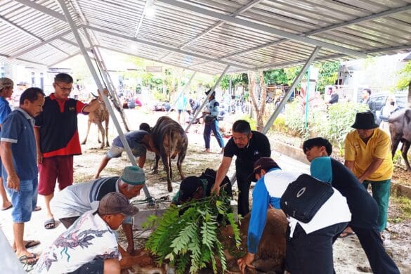 Masjid Baiturrahim Sembelih 10 Ekor Sapi, Satu Ekor Sumbangan Dr Herman Anwar
