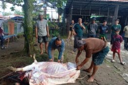 Sembelih Dua Ekor Sapi, MAN I Padang berbagi ke Warga Sekeliling Madrasah
