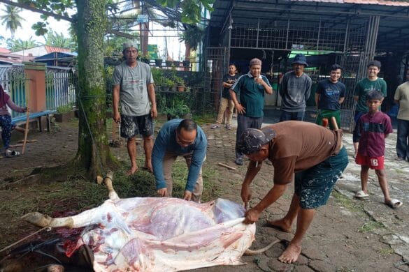 Sembelih Dua Ekor Sapi, MAN I Padang berbagi ke Warga Sekeliling Madrasah