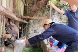 Jelang Iduladha, Pemko  Pastikan Kesehatan Hewan Kurban