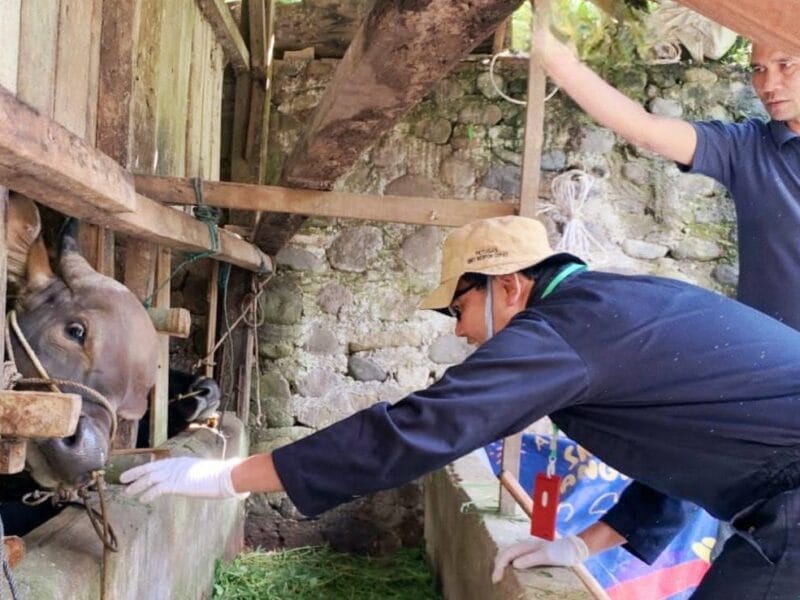 Jelang Iduladha, Pemko Pastikan Kesehatan Hewan Kurban Jelang Iduladha, Pemko Pastikan Kesehatan Hewan Kurban