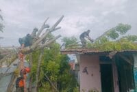 Pohon Tumbang di Enam Kecamatan, Padang Diterjang Cuaca Ekstrem