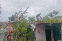Pohon Tumbang di Enam Kecamatan, Padang Diterjang Cuaca Ekstrem