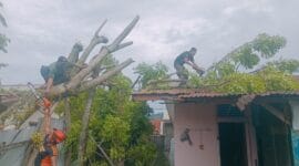 Pohon Tumbang di Enam Kecamatan, Padang Diterjang Cuaca Ekstrem