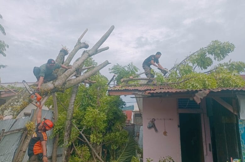 Pohon Tumbang di Enam Kecamatan, Padang Diterjang Cuaca Ekstrem Pohon Tumbang di Enam Kecamatan, Padang Diterjang Cuaca Ekstrem