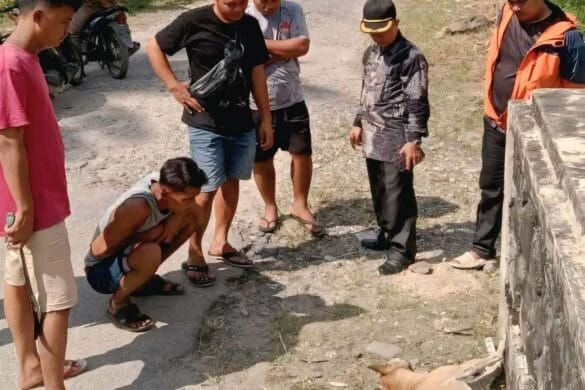 Anjing Liar yang Gigit 10 Warga Padang Pariaman Sudah Dimusnahkan