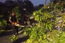 Cuaca Ekstrem di Padang, Pohon Kedondong Timpa Rumah dan Putuskan Kabel Telkom