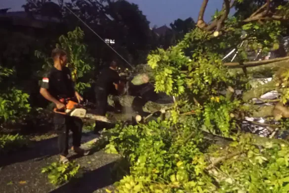 Cuaca Ekstrem di Padang, Pohon Kedondong Timpa Rumah dan Putuskan Kabel Telkom