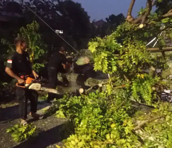 Cuaca Ekstrem di Padang, Pohon Kedondong Timpa Rumah dan Putuskan Kabel Telkom