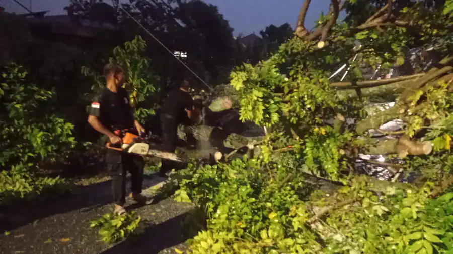 Cuaca ekstrem di Padang, Kamis (28/8/2025), menyebabkan pohon kedondong berukuran besar tumbang di Lubuk Begalung. Akses jalan tertutup, kabel Telkom putus, dan rumah warga rusak.