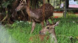 PDIKM Padang Panjang tambah fasilitas taman binatang dengan menghadirkan dua ekor rusa. (Ist.)