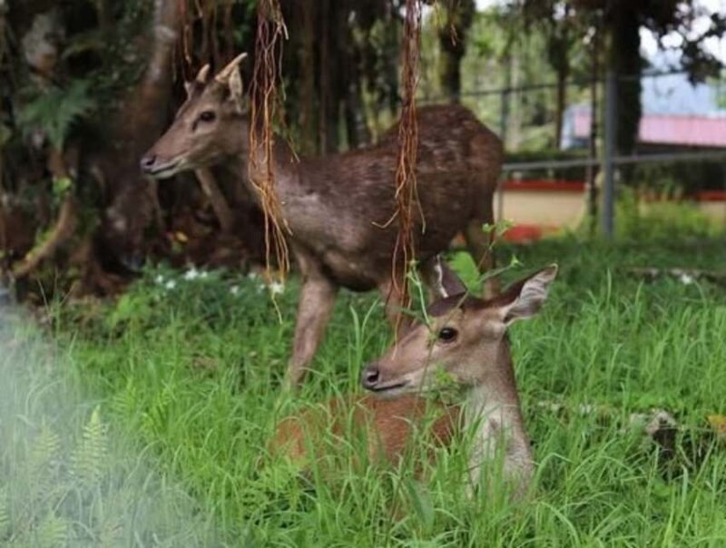 PDIKM Padang Panjang tambah fasilitas taman binatang dengan menghadirkan dua ekor rusa. (Ist.)