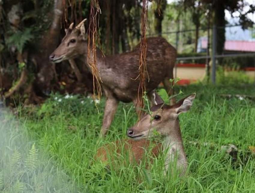 Dua Rusa Huni PDIKM Padang Panjang, Jadi Magnet Baru Wisata Edukasi