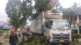 Petugas BPBD Kota Padang bersama tim gabungan membersihkan pohon mahoni tumbang di Jalan Pertanian Sungai Lareh. (Ist.)