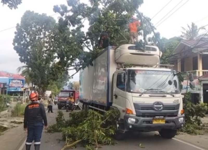 Petugas BPBD Kota Padang bersama tim gabungan membersihkan pohon mahoni tumbang di Jalan Pertanian Sungai Lareh. (Ist.)