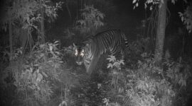 Ilustrasi - Harimau Sumatera terekam kamera pengintai. 